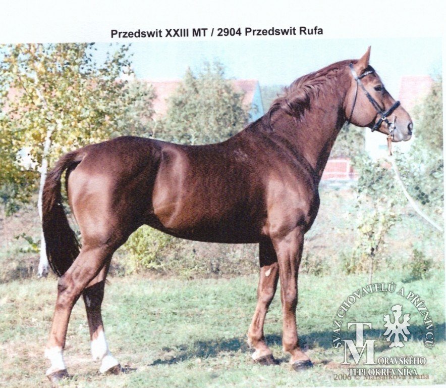 2904 Przedswit Rufa 1