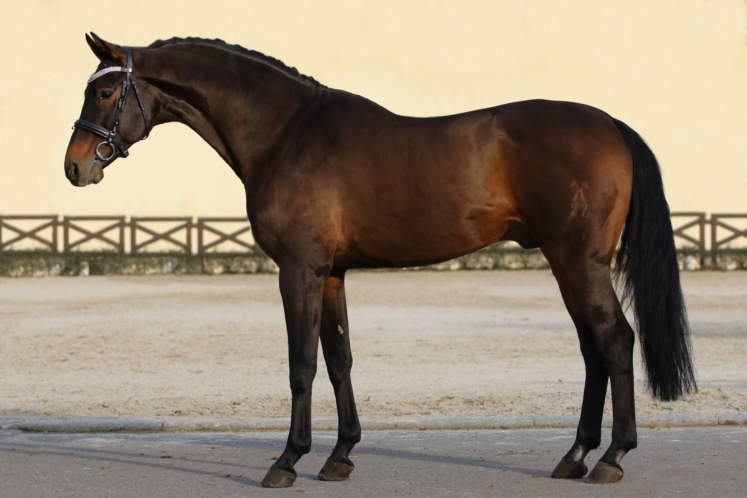 stalypso (1)