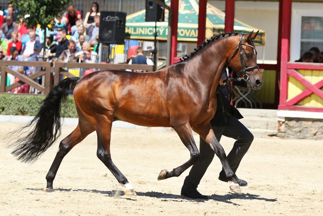 Zaval v.h. Enkershof (2)