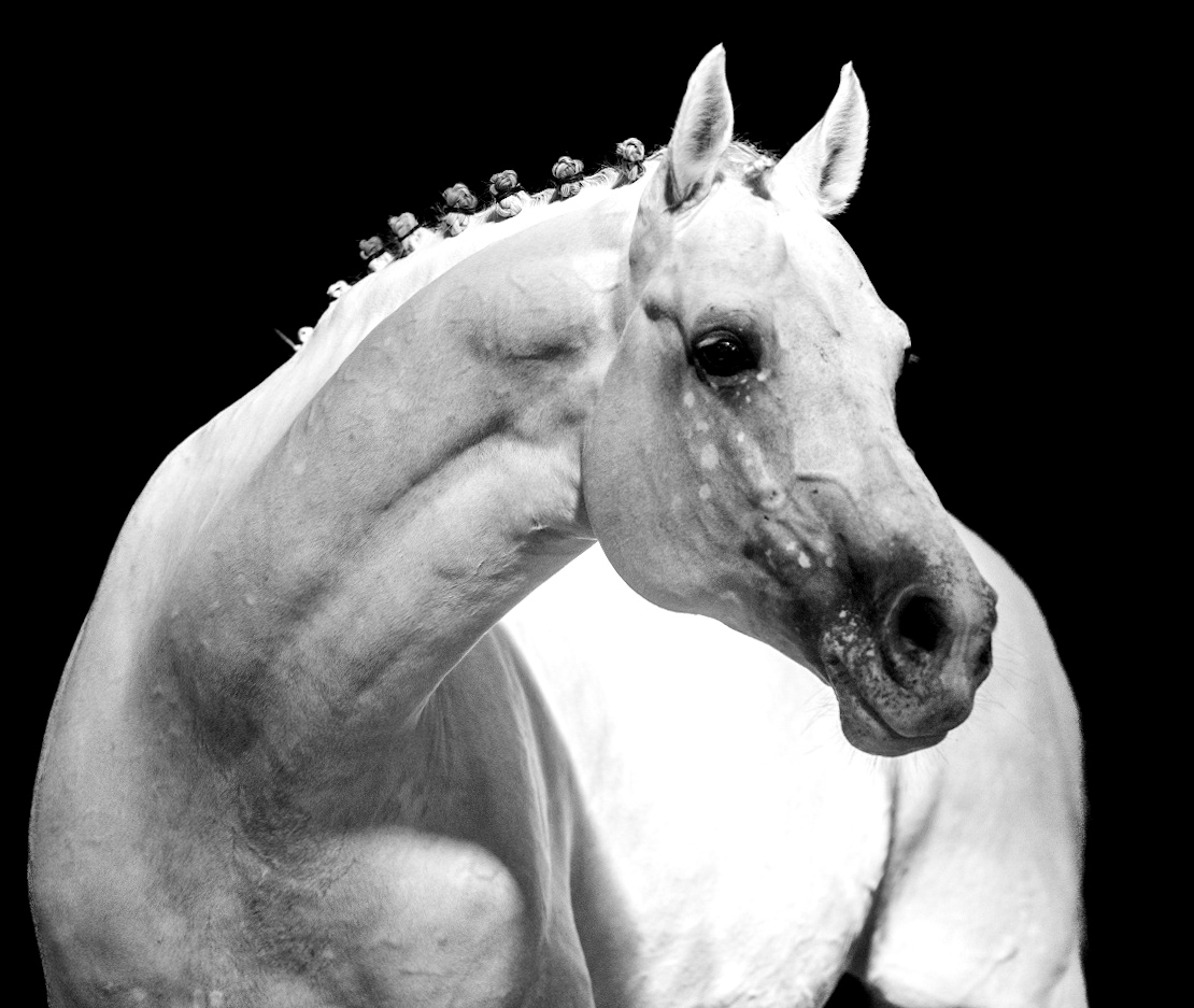 Cornet de Lux (2)