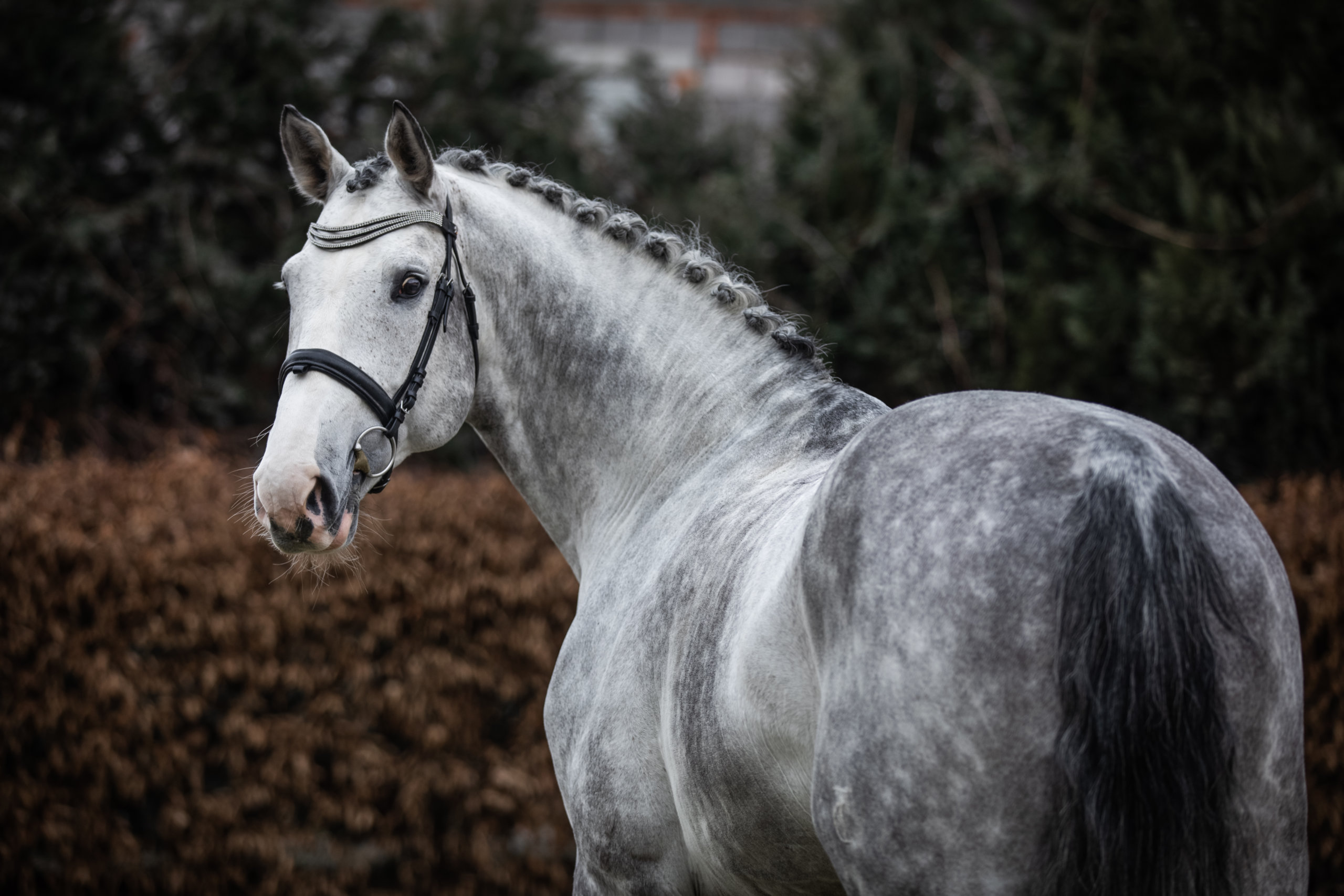 cornet (2)