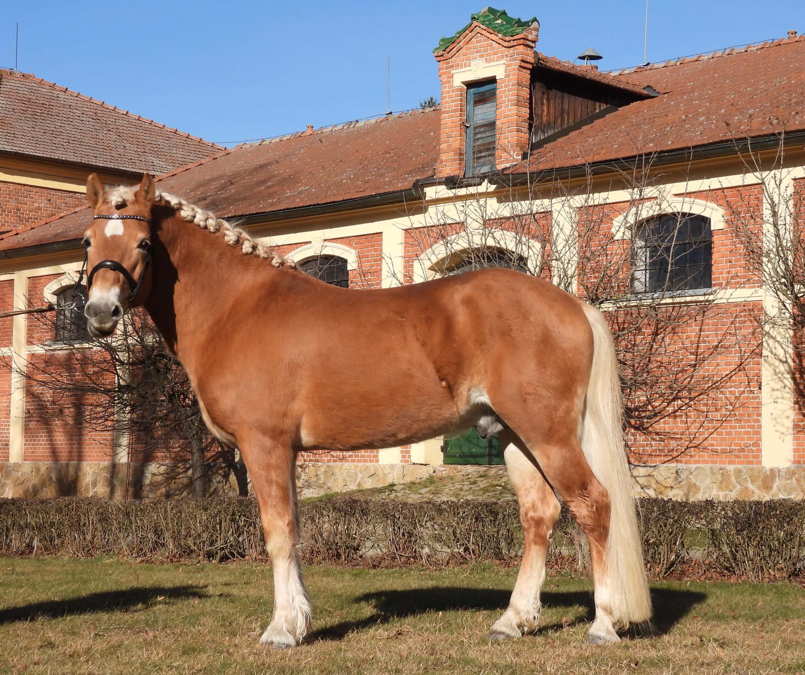 hafling ořez