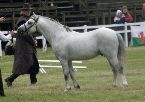 Calamity Zuriel Casanova