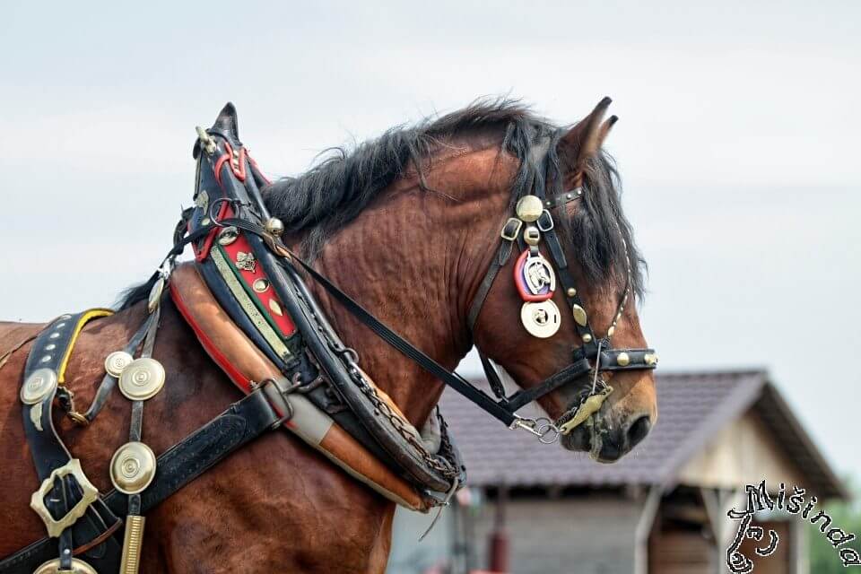 Radegast kvalifMČR DJ 2023 2