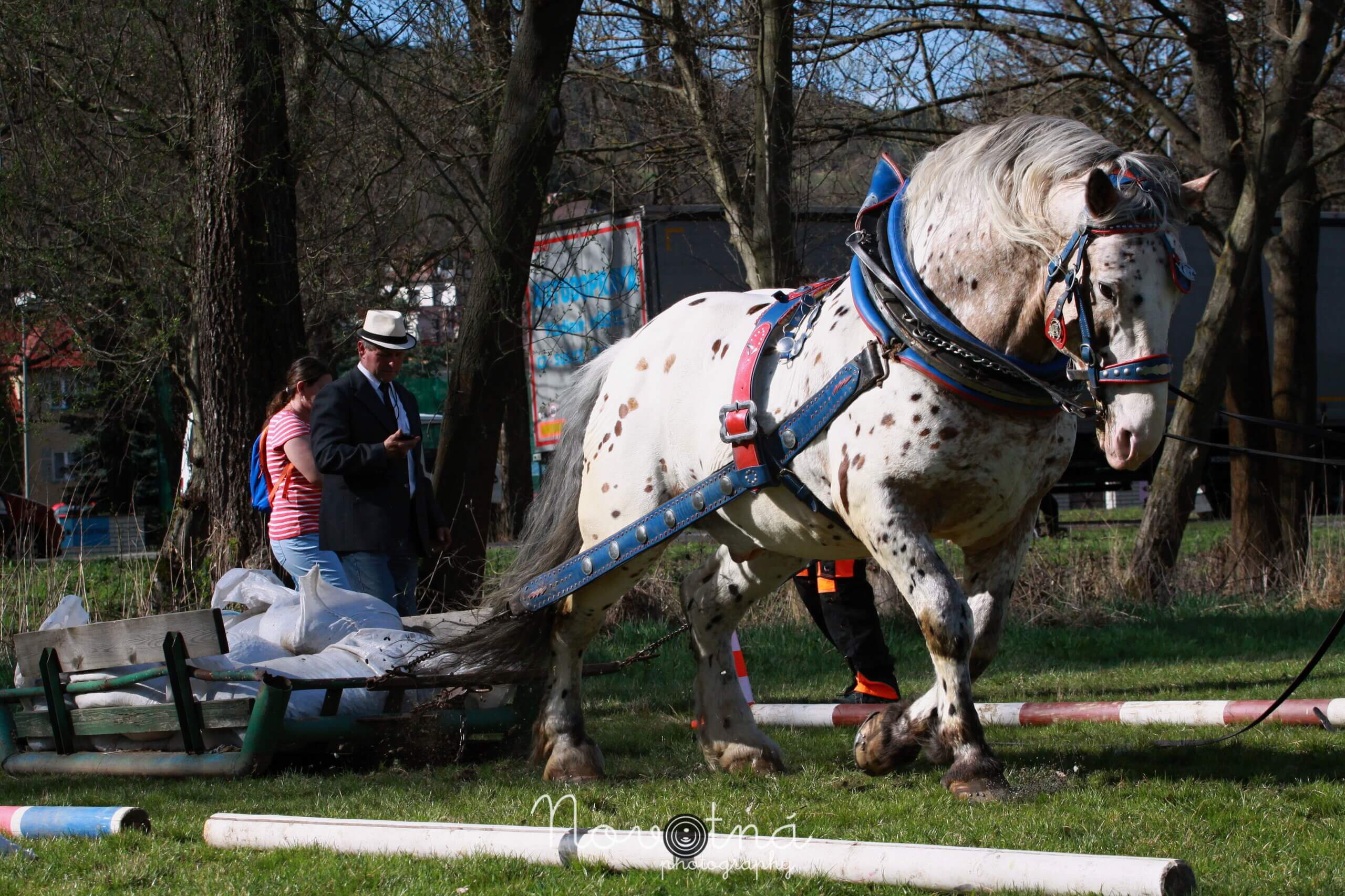 White Tiger SUšice 2018