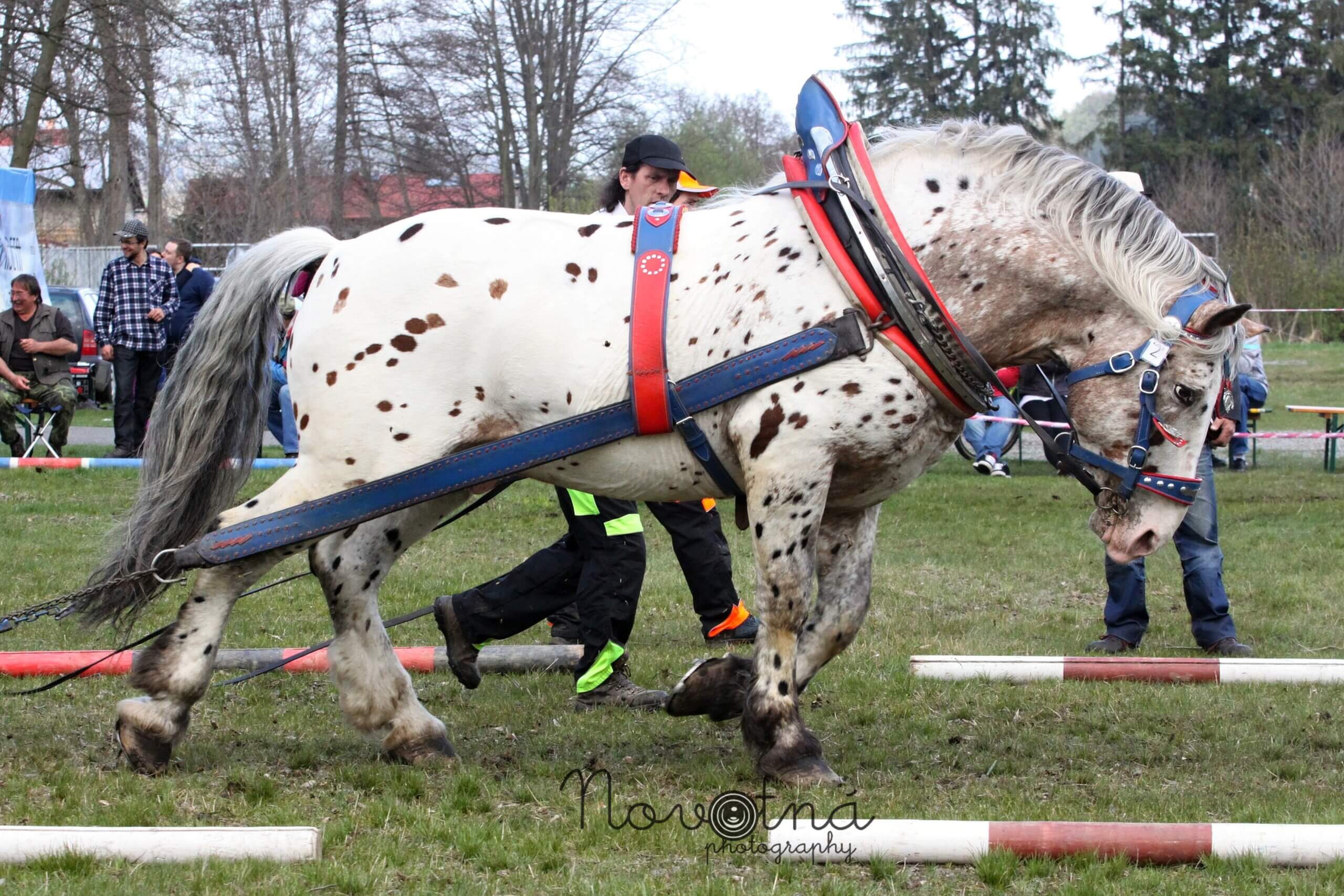 White Tiger TT kvalifikace Sušice 2017 2