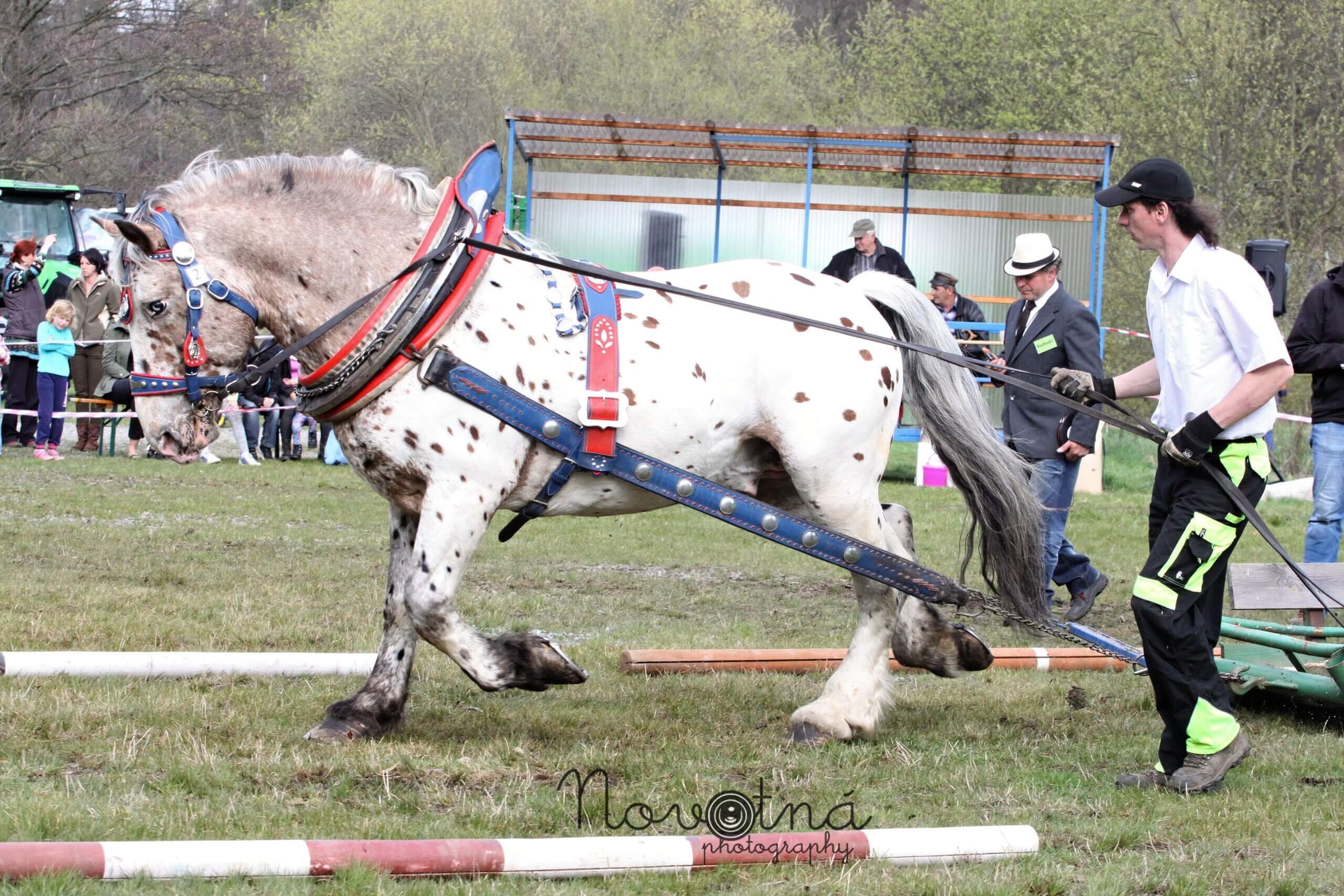 White Tiger TT kvalifikace Sušice 2017