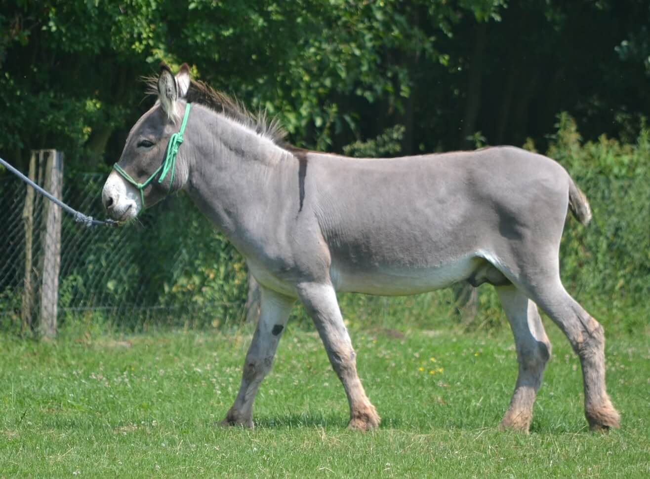 pepa
