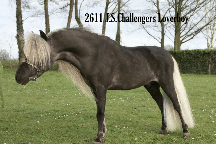JS Challengers Loverboy1