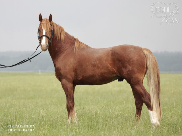 Taraco Bendigo