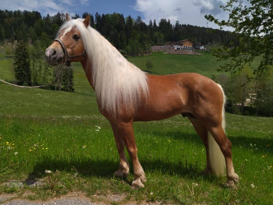 Mandl foto