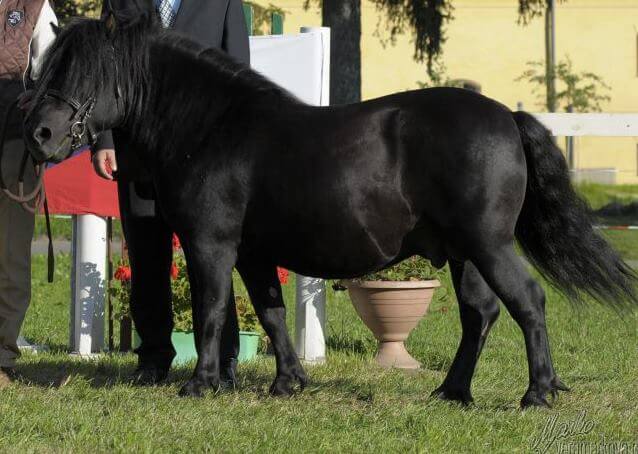 Saliberry of Kadov1