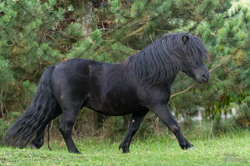 Saliberry of Kadov2