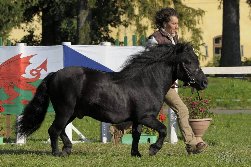 Saliberry of Kadov3