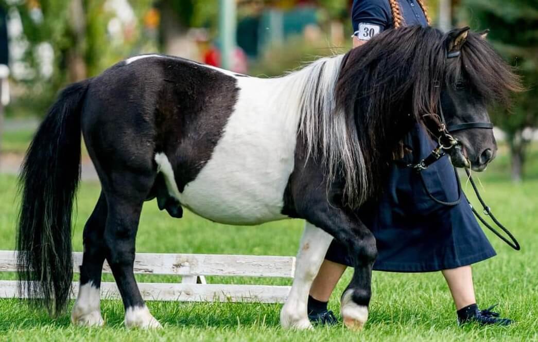 plamp fortune skywalker