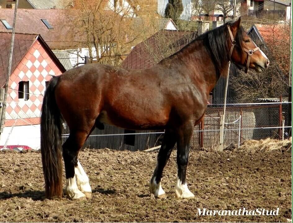 Mischel Sparkling Image