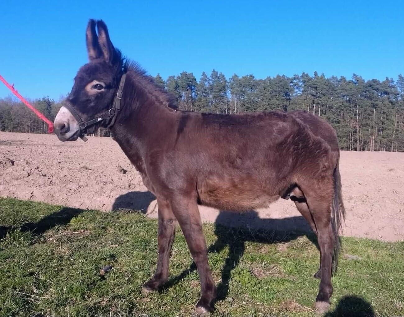Donkey