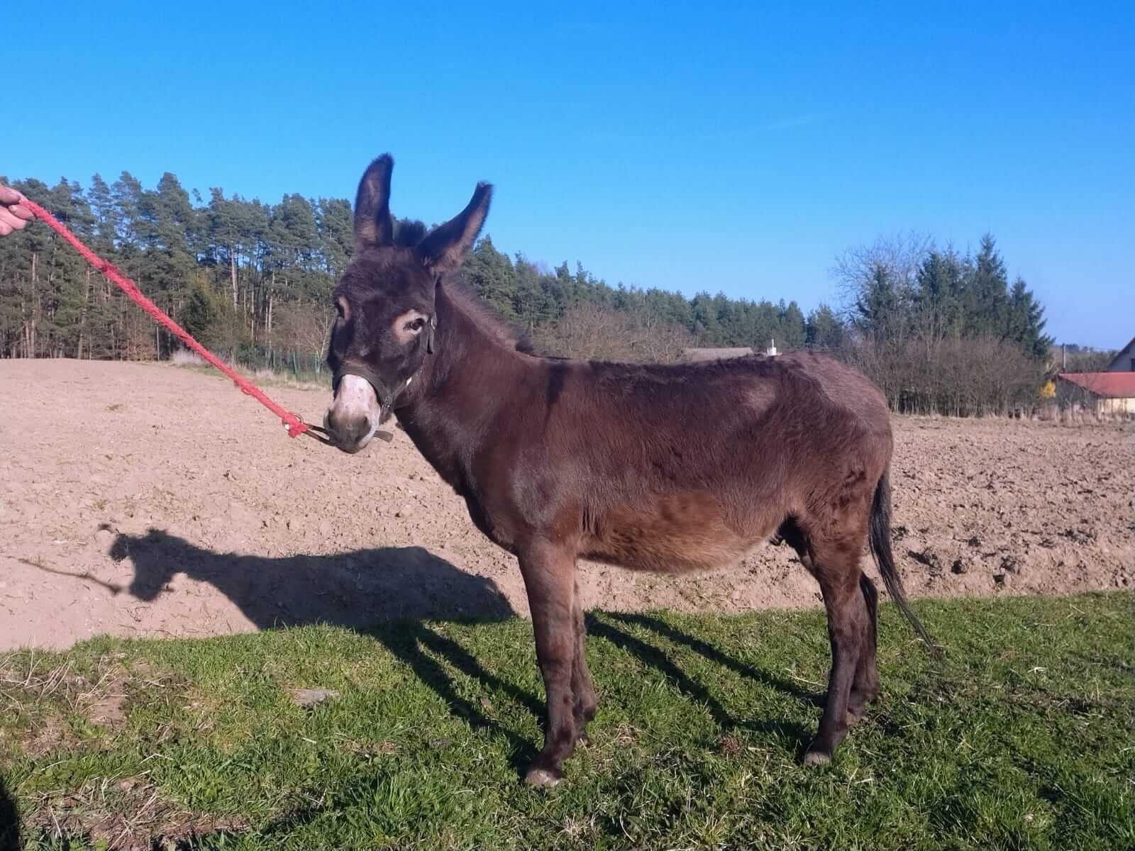 Donkey1