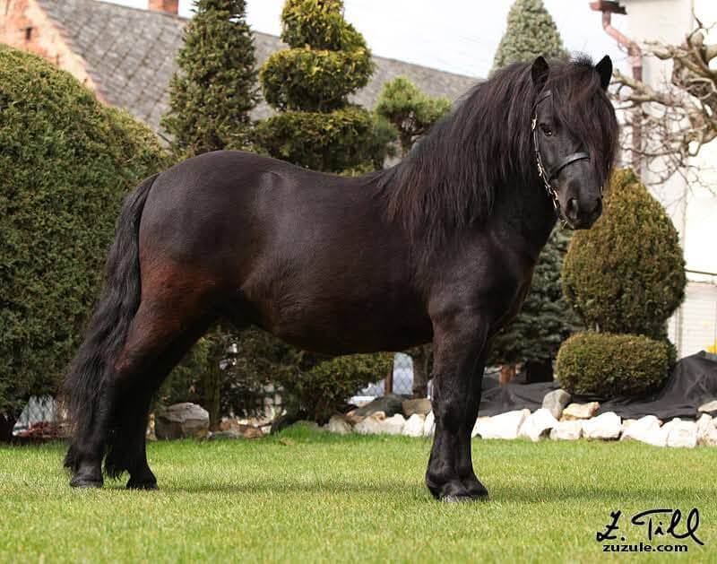 Calimero af Jäboruder