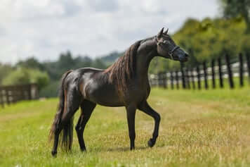 Flcreek EE The Memory Over Sea