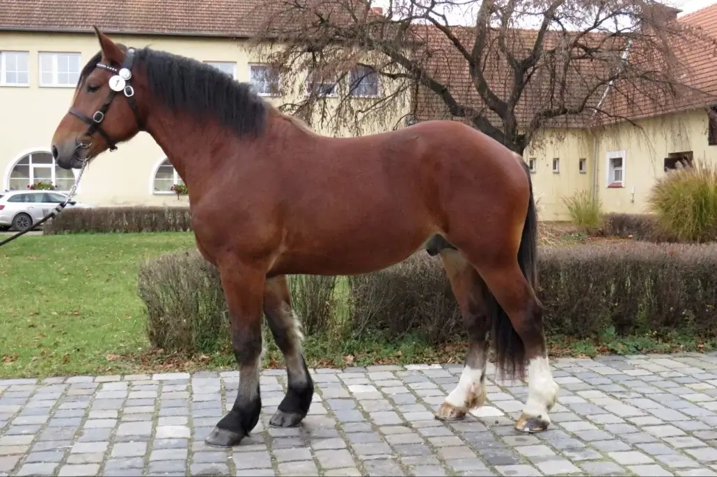 Paladinos z Hodkovic