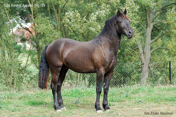 Arvalon Appollo