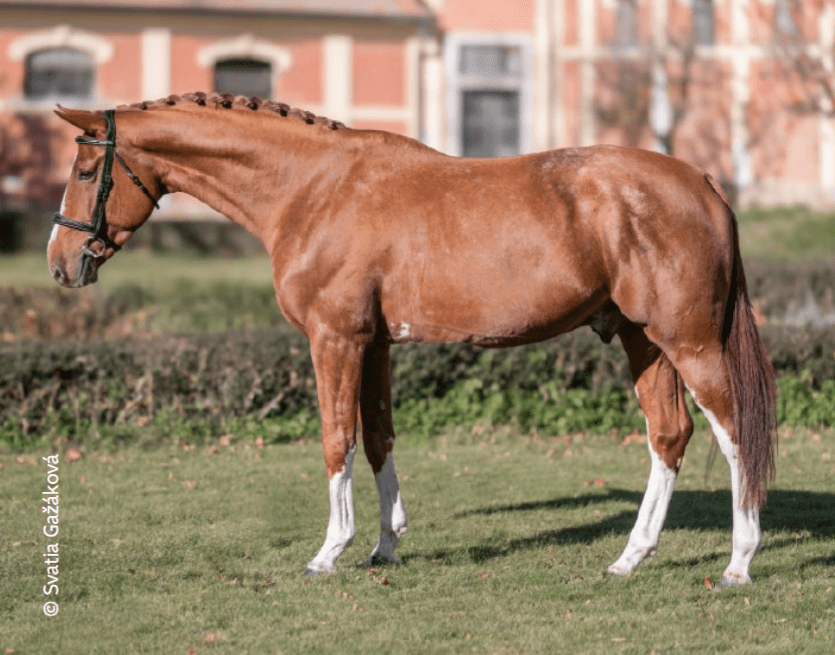 Easy Top van de Klavethoeve